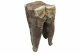 Fossil Woolly Rhino (Coelodonta) Tooth - Siberia #225599-1
